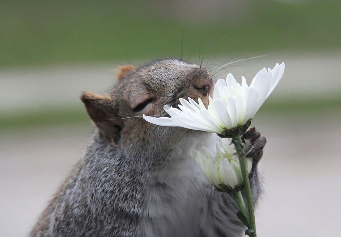 50 Adorable Pics To Celebrate Squirrel Appreciation Day 50 Adorable Pics To Celebrate Squirrel Appreciation Day