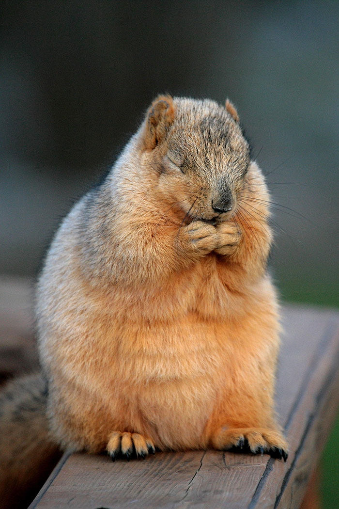 50 Adorable Pics To Celebrate Squirrel Appreciation Day 50 Adorable Pics To Celebrate Squirrel Appreciation Day