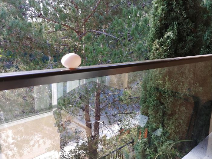 There’s A New Trend Where People Share Unusual Friends Visiting Their Windows, And We Can’t Get Enough There’s A New Trend Where People Share Unusual Friends Visiting Their Windows, And We Can’t Get Enough