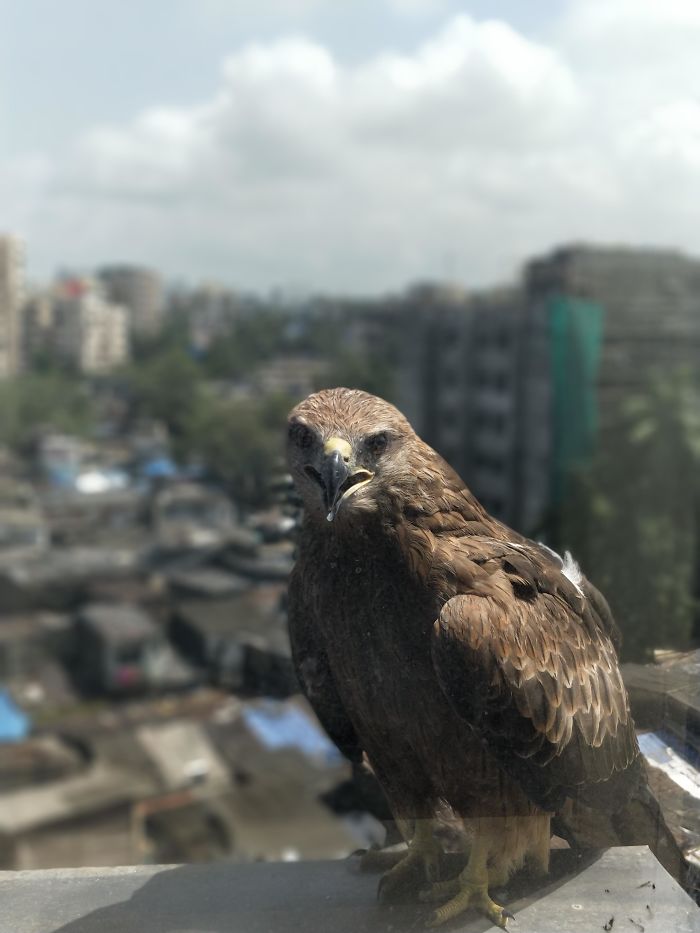 There’s A New Trend Where People Share Unusual Friends Visiting Their Windows, And We Can’t Get Enough There’s A New Trend Where People Share Unusual Friends Visiting Their Windows, And We Can’t Get Enough