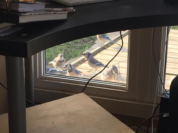 There’s A New Trend Where People Share Unusual Friends Visiting Their Windows, And We Can’t Get Enough There’s A New Trend Where People Share Unusual Friends Visiting Their Windows, And We Can’t Get Enough