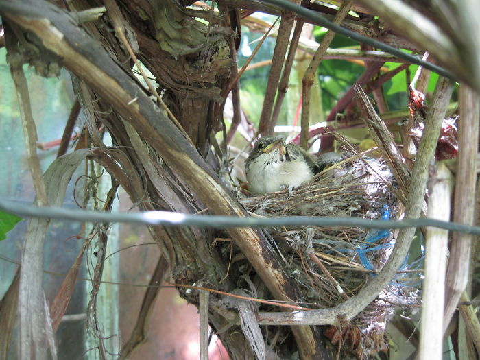 There’s A New Trend Where People Share Unusual Friends Visiting Their Windows, And We Can’t Get Enough There’s A New Trend Where People Share Unusual Friends Visiting Their Windows, And We Can’t Get Enough