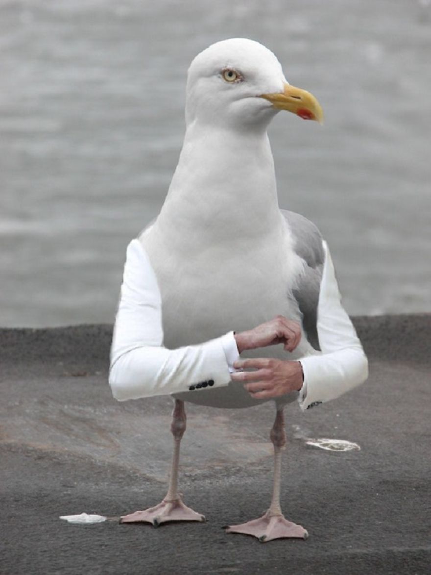 Birds With Arms-The Internet Puts Arms In Birds And The Result Is Impossible Not To Laugh
