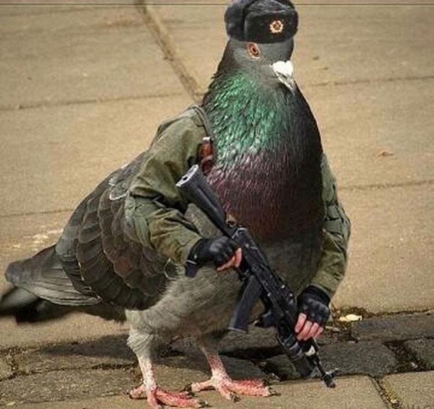 Birds With Arms-The Internet Puts Arms In Birds And The Result Is Impossible Not To Laugh