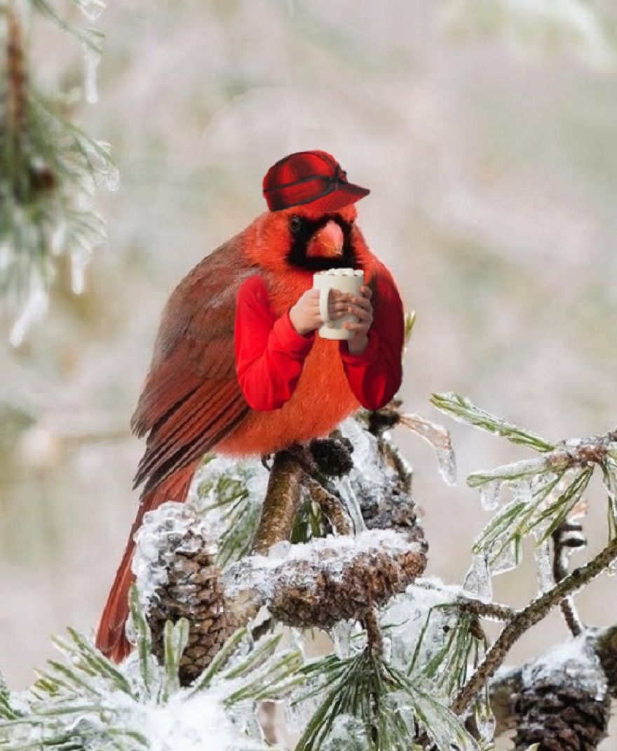 Birds With Arms-The Internet Puts Arms In Birds And The Result Is Impossible Not To Laugh