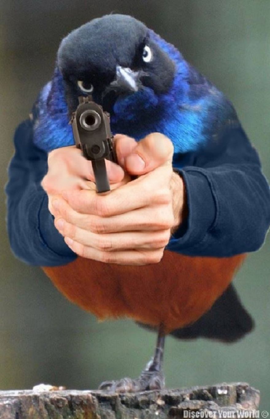 Birds With Arms-The Internet Puts Arms In Birds And The Result Is Impossible Not To Laugh