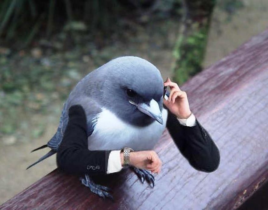 Birds With Arms-The Internet Puts Arms In Birds And The Result Is Impossible Not To Laugh