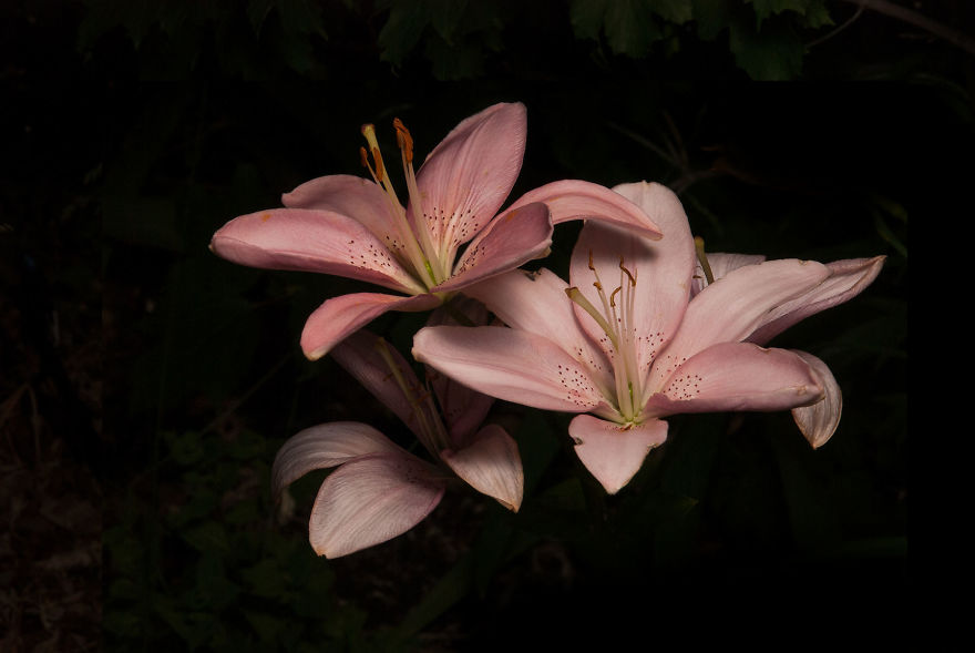 Photographer Creates A Fine Line Between Real And Artificial Photographer Creates A Fine Line Between Real And Artificial