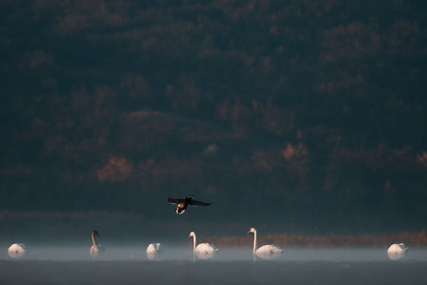 Bombinate – An Olympus Experience Bombinate – An Olympus Experience