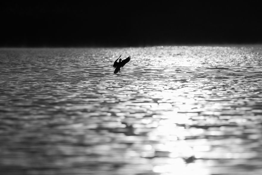 Bombinate – An Olympus Experience Bombinate – An Olympus Experience