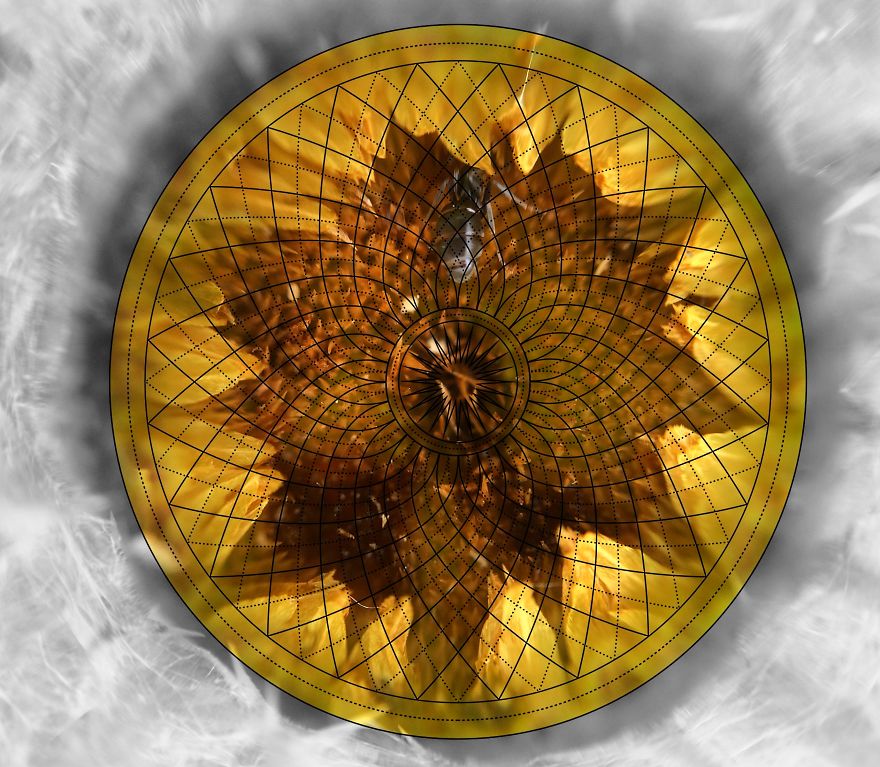 Geometry Vs. Nature: I Played With Forms And Shapes In My Pictures Geometry Vs. Nature: I Played With Forms And Shapes In My Pictures