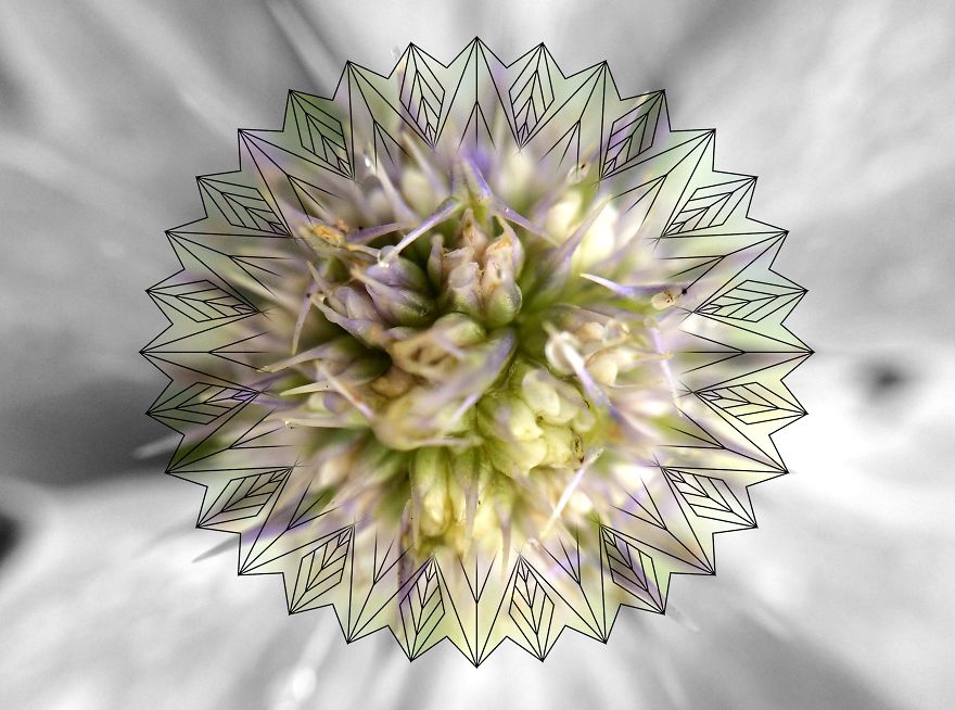 Geometry Vs. Nature: I Played With Forms And Shapes In My Pictures Geometry Vs. Nature: I Played With Forms And Shapes In My Pictures