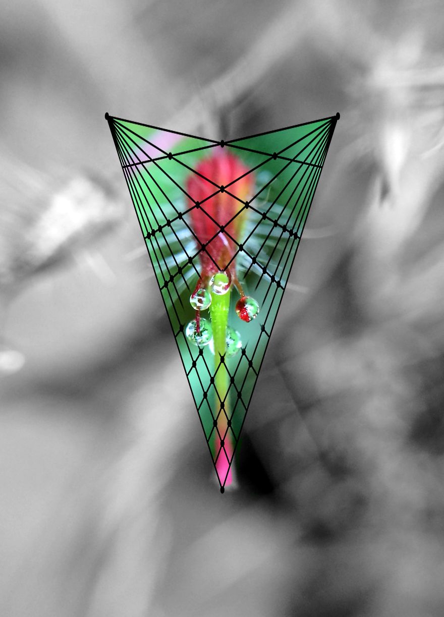 Geometry Vs. Nature: I Played With Forms And Shapes In My Pictures Geometry Vs. Nature: I Played With Forms And Shapes In My Pictures