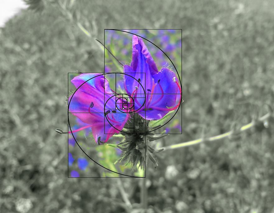 Geometry Vs. Nature: I Played With Forms And Shapes In My Pictures Geometry Vs. Nature: I Played With Forms And Shapes In My Pictures