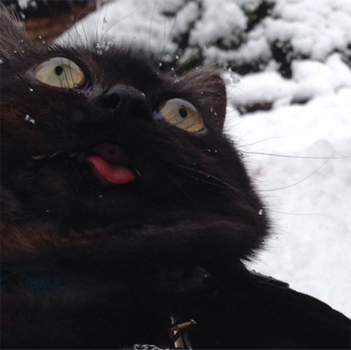 50 Times Animals Experienced Snow For The First Time, And Their Faces Say It All 50 Times Animals Experienced Snow For The First Time, And Their Faces Say It All