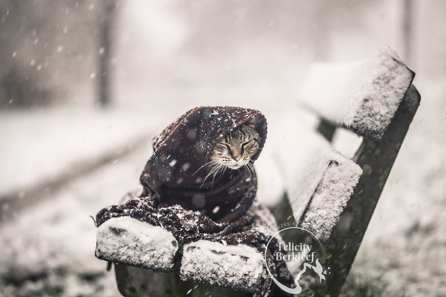 I Made A Winter Series With My Two Cats