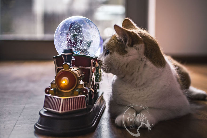 I Made A Winter Series With My Two Cats