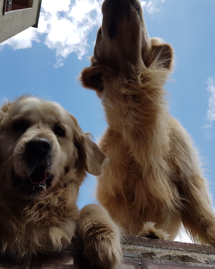 Let´s Spread Happy And Positive Mood By Our Photos With Our Golden Max