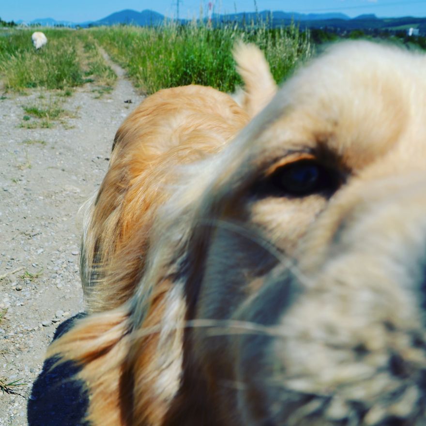 Let´s Spread Happy And Positive Mood By Our Photos With Our Golden Max