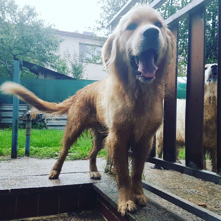 Let´s Spread Happy And Positive Mood By Our Photos With Our Golden Max