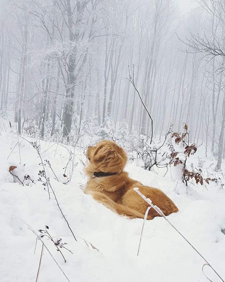 Let´s Spread Happy And Positive Mood By Our Photos With Our Golden Max