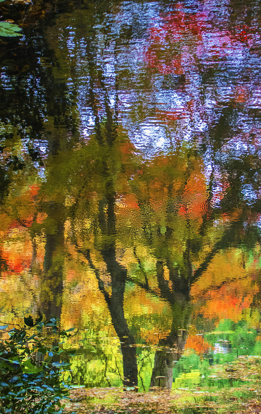 Craze For The Colorful Maple Leaves In Japan Craze For The Colorful Maple Leaves In Japan