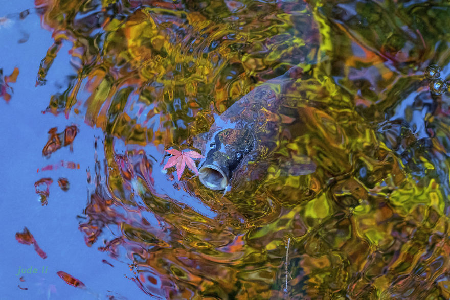 Craze For The Colorful Maple Leaves In Japan Craze For The Colorful Maple Leaves In Japan