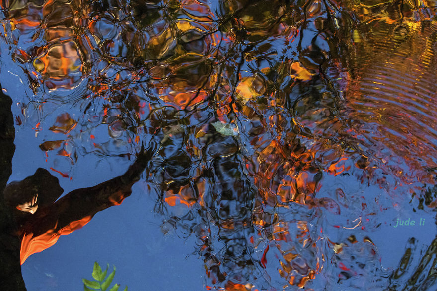 Craze For The Colorful Maple Leaves In Japan Craze For The Colorful Maple Leaves In Japan