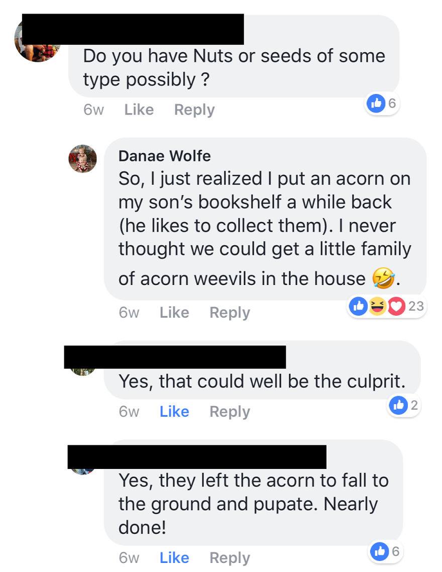 We Found Grubs In Our Son’s Room. What Happened Next Is The Hilarious Account Of How We Adopted Four New Pets We Found Grubs In Our Son’s Room. What Happened Next Is The Hilarious Account Of How We Adopted Four New Pets