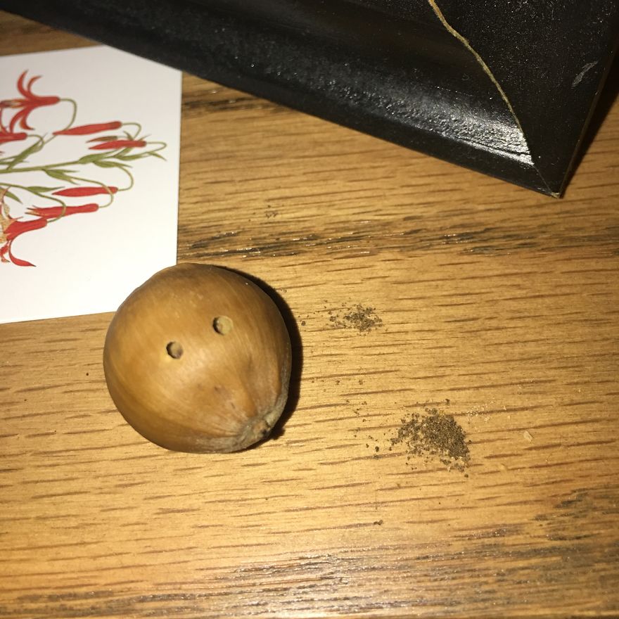 We Found Grubs In Our Son’s Room. What Happened Next Is The Hilarious Account Of How We Adopted Four New Pets We Found Grubs In Our Son’s Room. What Happened Next Is The Hilarious Account Of How We Adopted Four New Pets