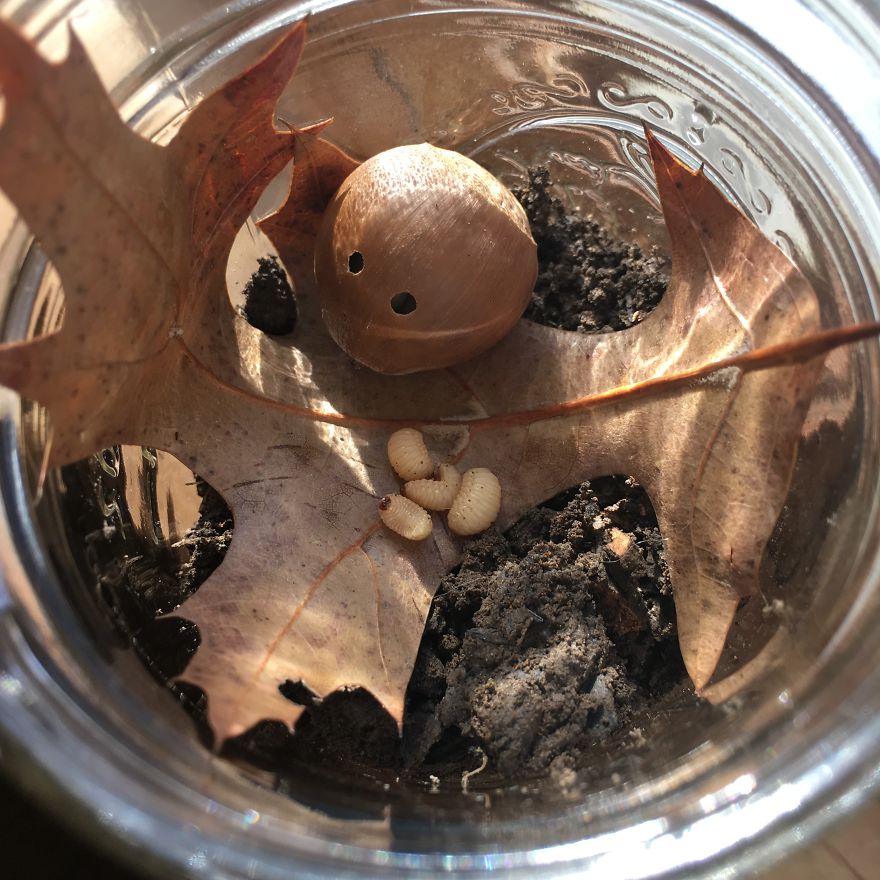 We Found Grubs In Our Son’s Room. What Happened Next Is The Hilarious Account Of How We Adopted Four New Pets We Found Grubs In Our Son’s Room. What Happened Next Is The Hilarious Account Of How We Adopted Four New Pets