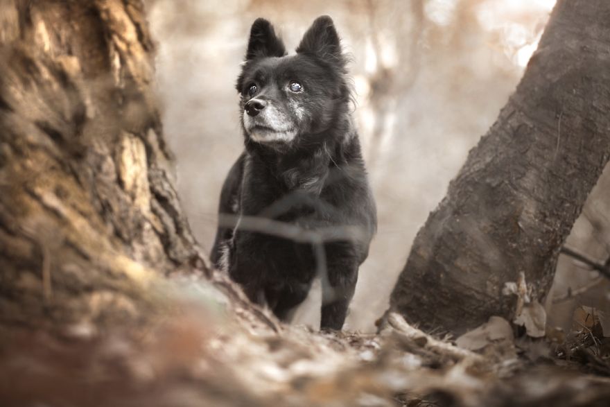 Photographs Of A New Member Of Our Family, 11-Year-Old Zewik