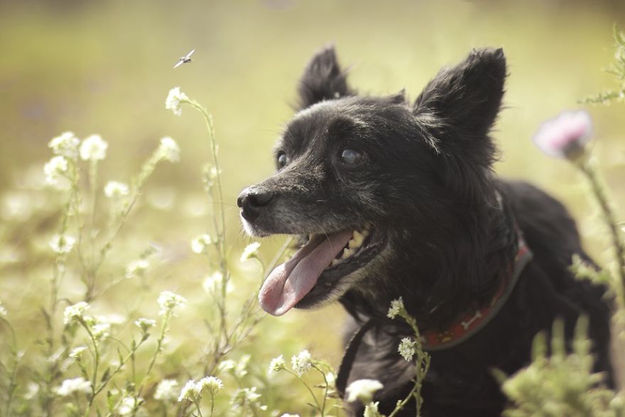 Photographs Of A New Member Of Our Family, 11-Year-Old Zewik