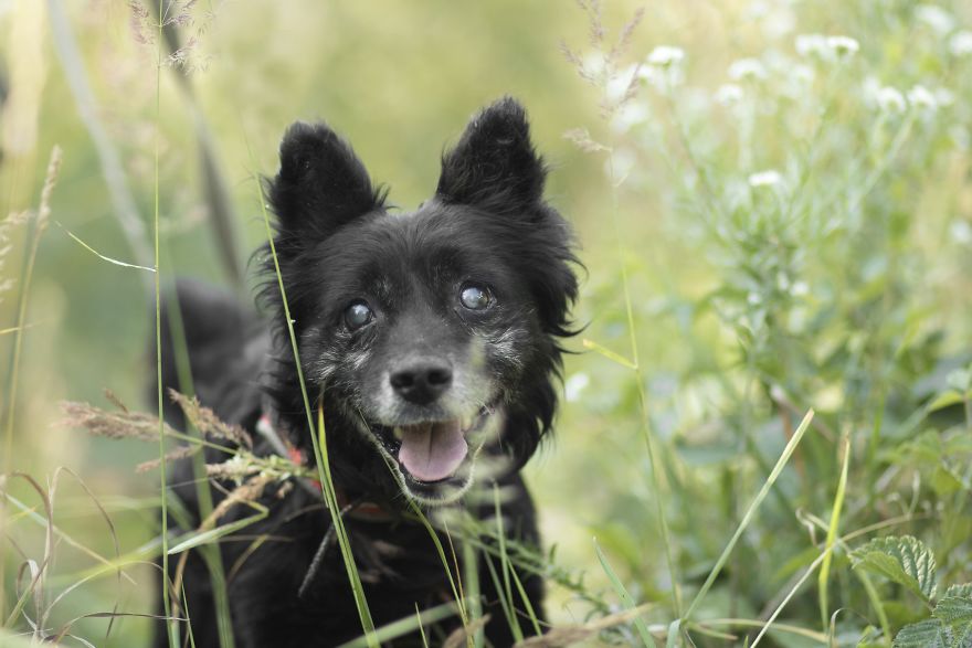 Photographs Of A New Member Of Our Family, 11-Year-Old Zewik