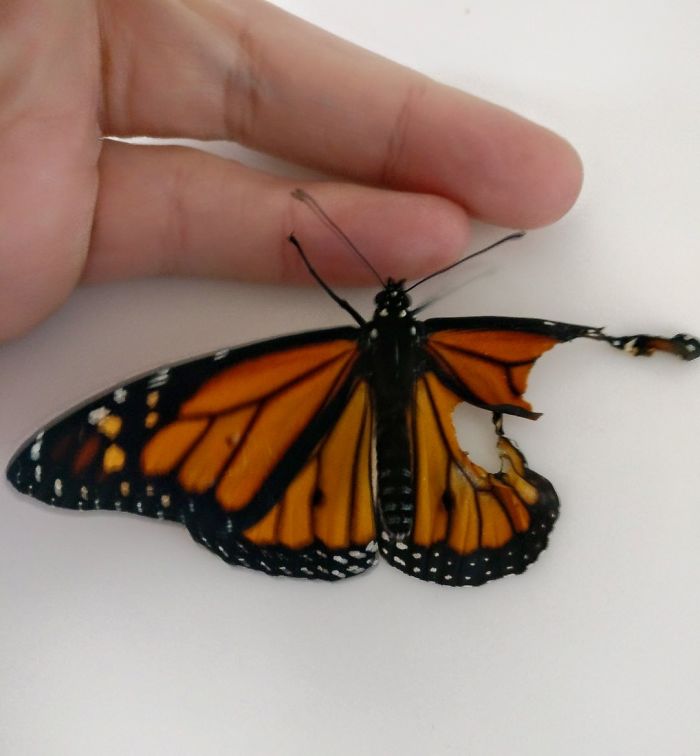 Woman Performs Surgery On Monarch Butterfly With Broken Wing, Next Day It Surprises Her In The Coolest Way