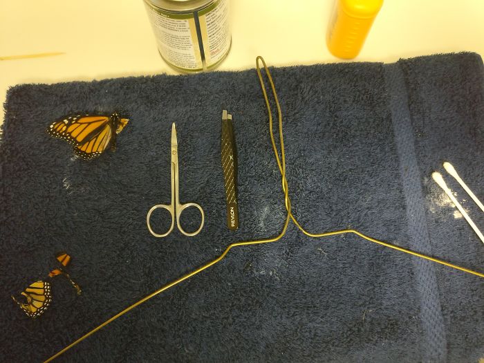 Woman Performs Surgery On Monarch Butterfly With Broken Wing, Next Day It Surprises Her In The Coolest Way