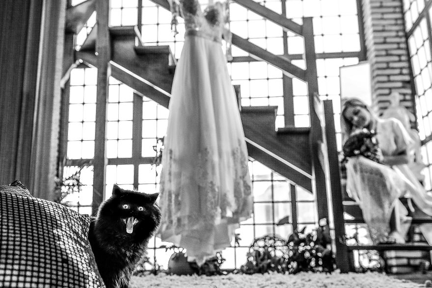 25 Animals That Were The Star Of The Wedding