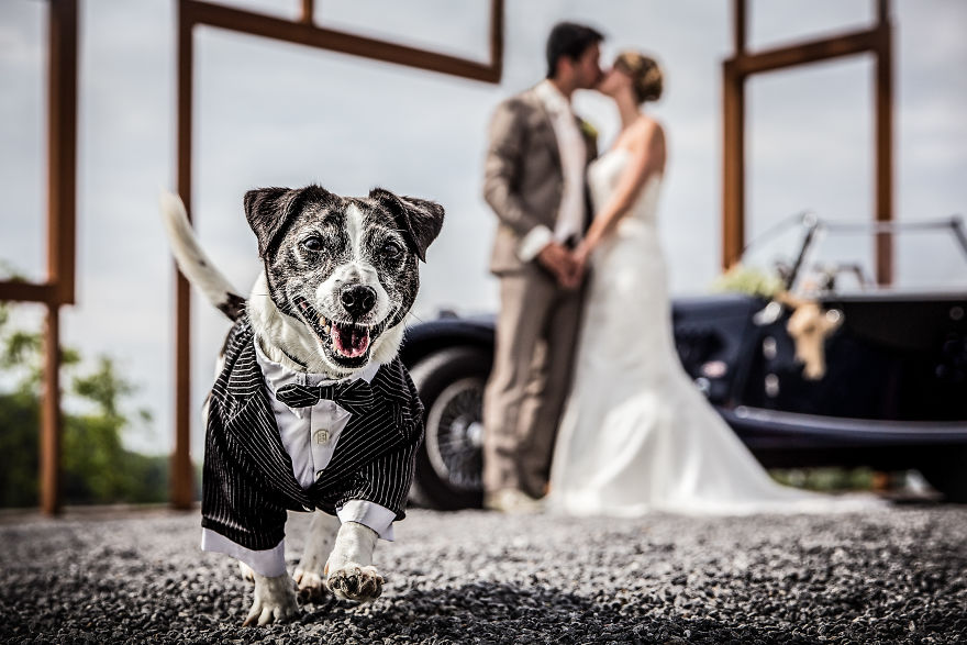 25 Animals That Were The Star Of The Wedding