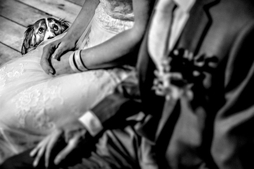 25 Animals That Were The Star Of The Wedding