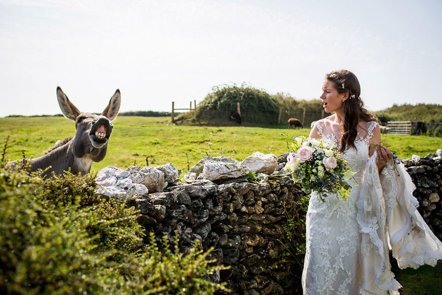 25 Animals That Were The Star Of The Wedding