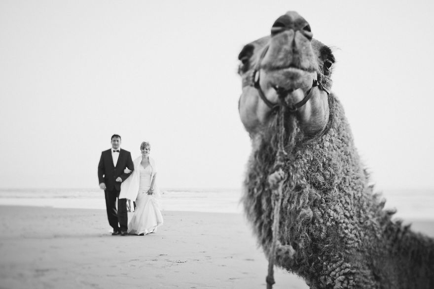 25 Animals That Were The Star Of The Wedding