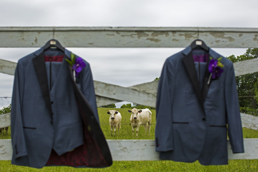 25 Animals That Were The Star Of The Wedding