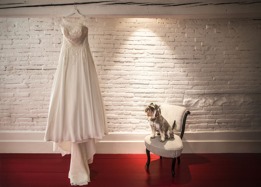 25 Animals That Were The Star Of The Wedding