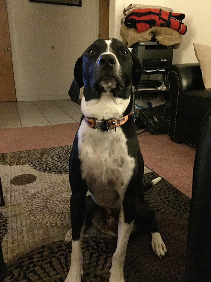 64 Times Dogs Surprised Humans With Their Incredibly Heroic Acts