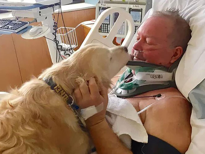 64 Times Dogs Surprised Humans With Their Incredibly Heroic Acts