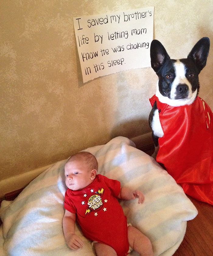 64 Times Dogs Surprised Humans With Their Incredibly Heroic Acts