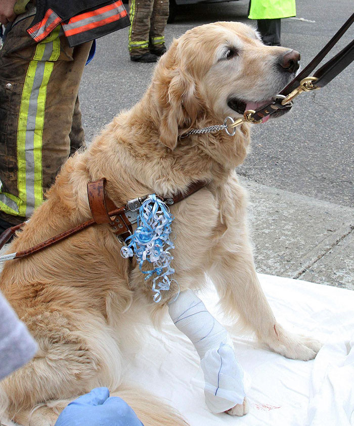 64 Times Dogs Surprised Humans With Their Incredibly Heroic Acts