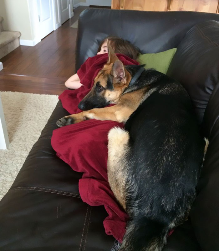 64 Times Dogs Surprised Humans With Their Incredibly Heroic Acts