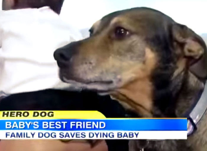 64 Times Dogs Surprised Humans With Their Incredibly Heroic Acts