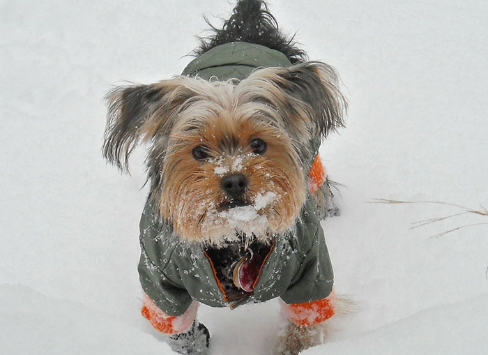 64 Times Dogs Surprised Humans With Their Incredibly Heroic Acts